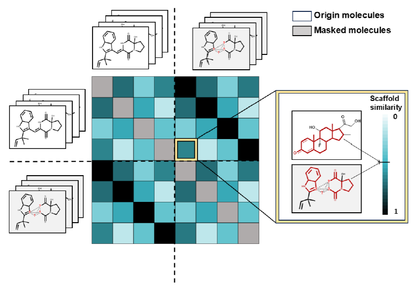 Figure 1 C. Details of scaffold-aware contrastive learning. Different colors represent varying weights defined by scaffold similarity. source: (Ding et al. 2025) CC-BY 4.0