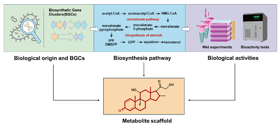 Figure 1 D. The “central dogma” of natural products. The biological source, biosynthetic gene clusters, biosynthetic pathways, and bioactivity of natural products are interconnected through the scaffold, which acts as a bridge linking these three key aspects. source: (Ding et al. 2025) CC-BY 4.0